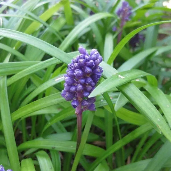 Big Blue Liriope